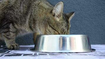 un atigrado gris gatito come un especial comida desde un plata acero cuenco en un gris pared antecedentes. de cerca. linda hambriento gato a hogar. mascota cuidado. mascota alimentación. video