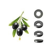 Realistic olive branch and black slices, oil drop vector