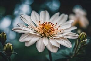 AI generated a white flower with yellow centers photo