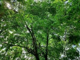 el antecedentes de verde árbol hojas formas patrones y motivos foto