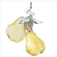 Pear and branches, leaves and flowers.Botanical fruit.Hand draw watercolor. vector