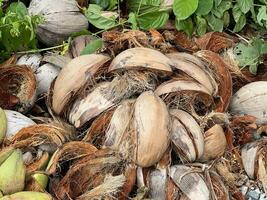 dry coconut shell on the ground photo