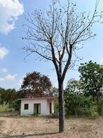 a large tree in the village photo