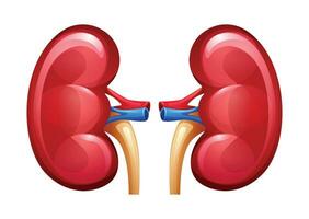 Human kidney. Urinary system. Anatomy of internal organ. Vector illustration isolated on white background