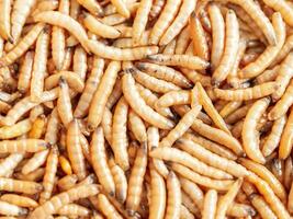 Dried mealworm close up, selective focus. photo