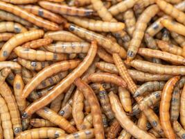 Dried mealworm close up, selective focus. photo