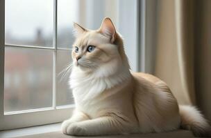 AI generated image of a cute cat seated on a windowsill photo