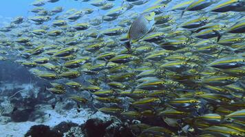 proche en haut Jaune poisson essaim 4k pacifique video