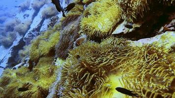 detailopname van een boos anemonefish bewaken haar koraal rif video