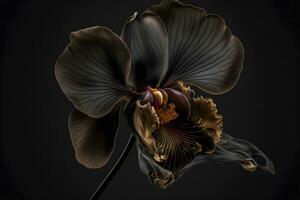 ai generado raro floreciente grande negro orquídea de género grande labio phalaenopsis flores aislado en oscuro negro antecedentes. neural red generado Arte foto