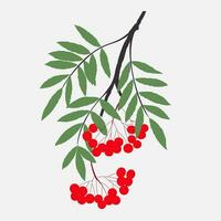 a branch with red berries on it vector