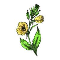 yellow evening primrose sketch hand drawn vector