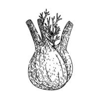 natural fennel sketch hand drawn vector