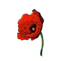 red poppy sketch hand drawn vector