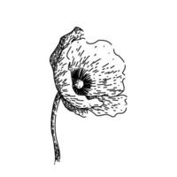 red poppy sketch hand drawn vector