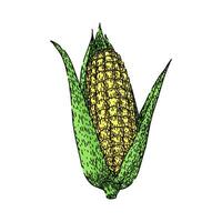 fresh corn sketch hand drawn vector