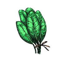 green sage sketch hand drawn vector