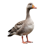 AI generated greylag goose isolated on transparent background png