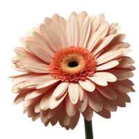 ai generiert Gerbera Blume isoliert auf transparent Hintergrund png