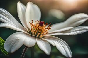 ai generado un blanco flor con agua gotas en eso foto