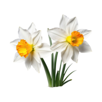 AI generated Narcissus looming isolated on transparent background png