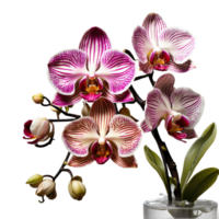 ai generiert Orchideen isoliert auf transparent Hintergrund png