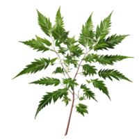 AI generated Floral neem foliage isolated on transparent background png