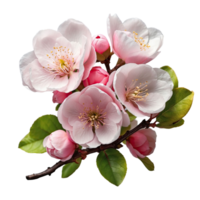 AI generated quince blossom isolated on transparent background png