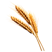 AI generated Ear of Wheat Spikelet Isolated on Transparent Background png