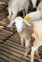 Flock of sheep in stable at livestock farm. photo