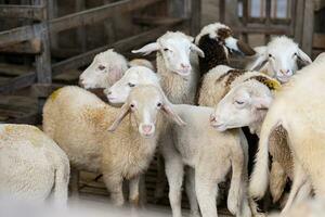 Flock of sheep in stable at livestock farm. photo