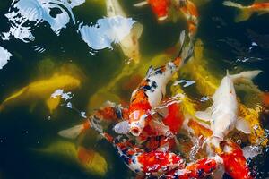 Multicolored carps crowded in pond. Zen like oriental nature background. photo