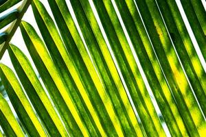 Palm leaf details. Tropical lush foliage texture. photo