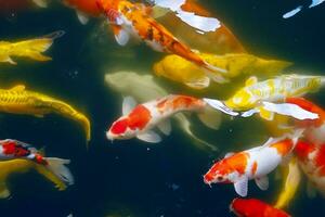 Multicolored carps crowded in pond. Zen like oriental nature background. photo