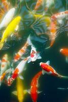 multicolor carpas concurrido en estanque. zen me gusta oriental naturaleza antecedentes. foto