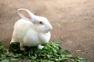 Cute white rabbit at farmyard. photo