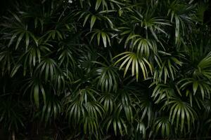 Palm Leaf Background photo