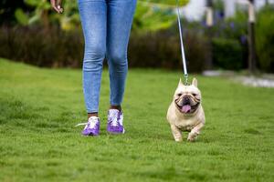 Owner and her french bulldog puppy is having fun while walking in the dog park at grass lawn after having morning exercise during summer photo