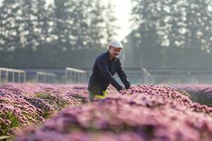 Asian farmer and florist is cutting purple chrysanthemum flower using secateurs for cut flower business for dead heading, cultivation and harvest season concept photo