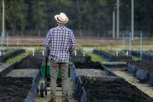 Asian farmer using wheelbarrow to put compost in new organics vegetable garden raised bed preparing summer crops and plant for agriculture and sustainability photo