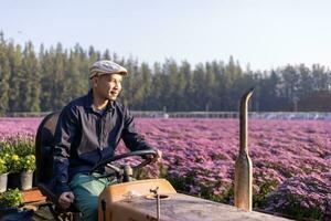 asiático granjero es conducción el campo tractor en el campo de rosado crisantemo mientras trabajando en su rural granja para medicinal hierba y cortar flor industria negocio foto