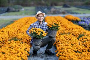 Asian gardener is inspecting the health and pest control of orange marigold pot while working in his rural field farm for medicinal herb and cut flower business photo