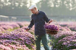 asiático granjero y florista es corte púrpura crisantemo flor utilizando podadera para cortar flor negocio para muerto título, cultivo y cosecha temporada concepto foto