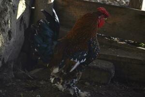 A beautiful mottled black and red rooster in the garden. A male poultry. photo