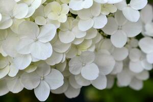 Hydrangea paniculata. The white flowers are paniculate hydrangea. Small white flowers in close-up. photo