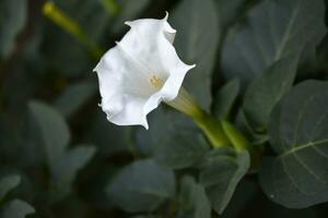 A large white datura flower with green leaves. Large white flowers. photo