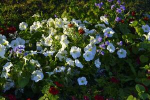 Blue and blue petunia flowers. Petunia Juss. Beautiful flowers in a flower bed. photo