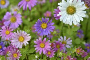 A carpet of multicolored flowers. Pale pink cosmea flowers on a flower bed. Lots of beautiful flowers. photo