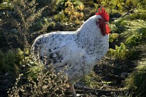 A beautiful mottled black and white cock in the garden. A male poultry. photo