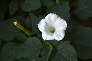 A large white datura flower with green leaves. Large white flowers. photo